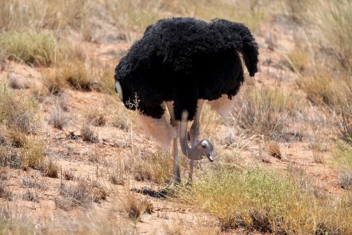 Gerahmter Druck : Gemeiner Strauß (Struthio camelus) Gerahmter Druck : Gemeiner Strauß (Struthio camelus)