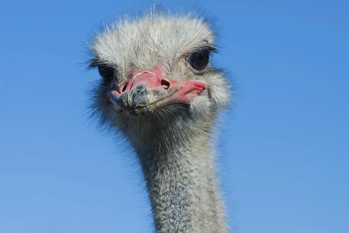 Gerahmter Druck : Gemeiner Strauß (Struthio camelus) Gerahmter Druck : Gemeiner Strauß (Struthio camelus)