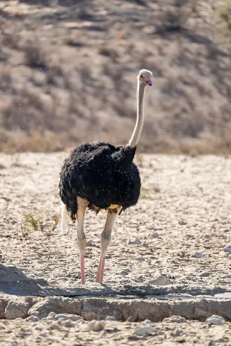 Gerahmter Druck : Gemeiner Strauß (Struthio camelus) trinkt. Gerahmter Druck : Gemeiner Strauß (Struthio camelus) trinkt.