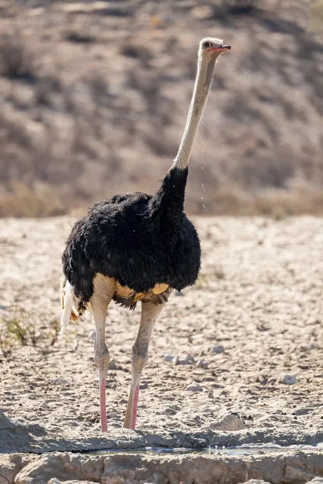 Gerahmter Druck : Ein Ostrich (Struthio camelus) trinkt, Kgalagadi Transfrontier National Park, Nordkap, Südafrika Gerahmter Druck : Ein Ostrich (Struthio camelus) trinkt, Kgalagadi Transfrontier National Park, Nordkap, Südafrika