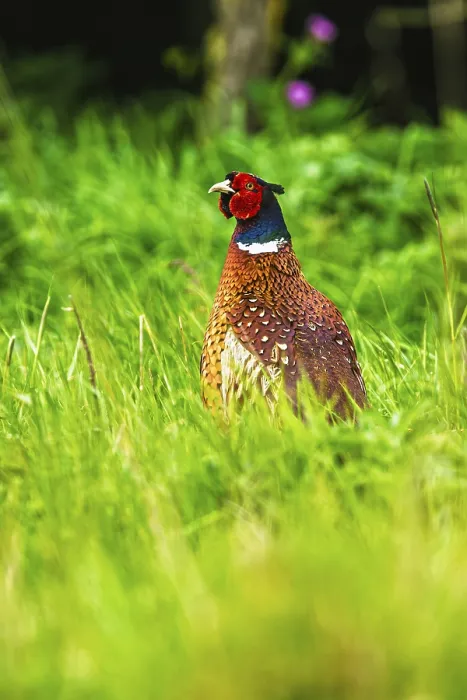 Gerahmter Druck : Geflügelte Landschaftshuhn, Phasianus colchicus Gerahmter Druck : Geflügelte Landschaftshuhn, Phasianus colchicus