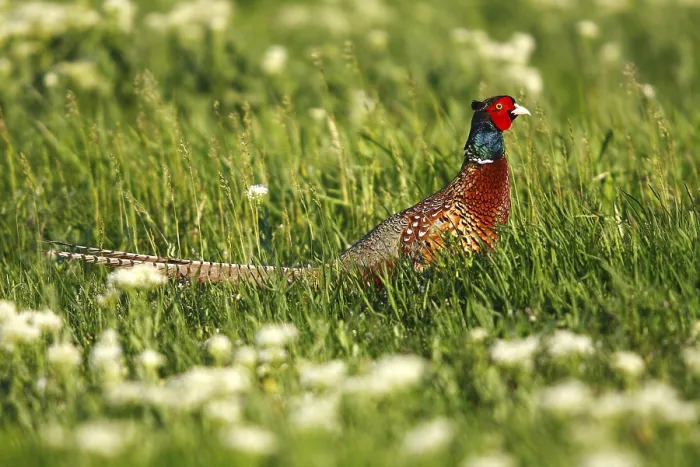 Gerahmter Druck : Grauer Wildhuhn oder Ringneck (Phasianus colchicus) Gerahmter Druck : Grauer Wildhuhn oder Ringneck (Phasianus colchicus)