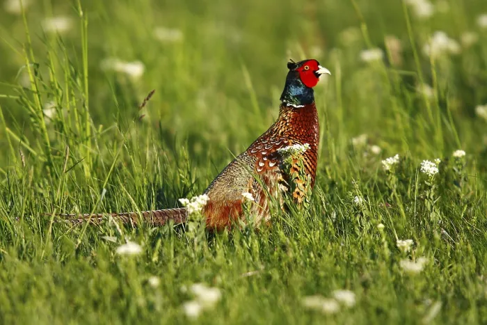 Gerahmter Druck : Geflügelte Truthahn oder Ringneck (Phasianus colchicus) Gerahmter Druck : Geflügelte Truthahn oder Ringneck (Phasianus colchicus)