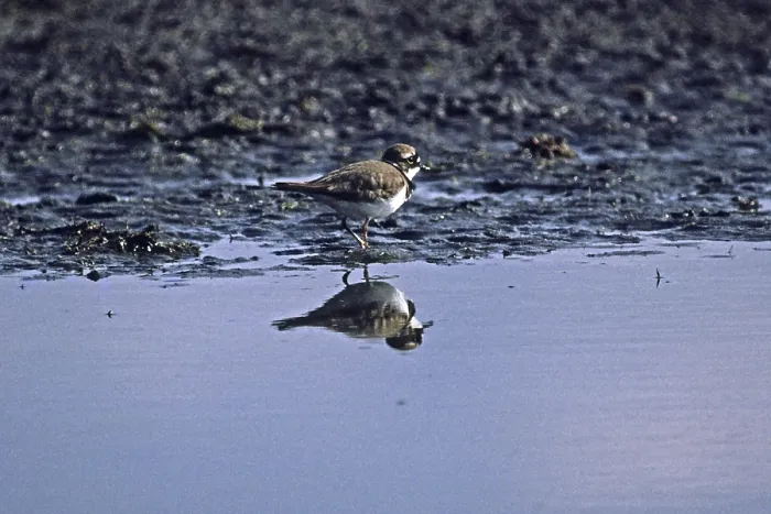 Gerahmter Druck : Der Wiesenläufer, Charadrius dubius Gerahmter Druck : Der Wiesenläufer, Charadrius dubius