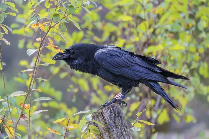 Gerahmter Druck : Ein Gemeiner Kranich (Corvus corax) mit einem GPS-Übertrager an Bord ruht auf einem alten Zaunpfosten zwischen herbstlich gefärbten Büschen. Gerahmter Druck : Ein Gemeiner Kranich (Corvus corax) mit einem GPS-Übertrager an Bord ruht auf einem alten Zaunpfosten zwischen herbstlich gefärbten Büschen.