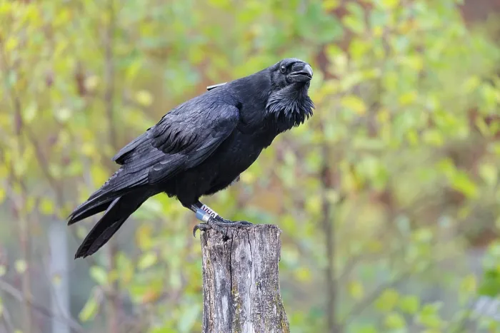 Gerahmter Druck : Ein Gemeiner Krähe (Corvus corax) mit einem GPS-Sender, der auf einem alten Zaunpfosten sitzt, unterliegt den herbstlichen Büschen. Gerahmter Druck : Ein Gemeiner Krähe (Corvus corax) mit einem GPS-Sender, der auf einem alten Zaunpfosten sitzt, unterliegt den herbstlichen Büschen.