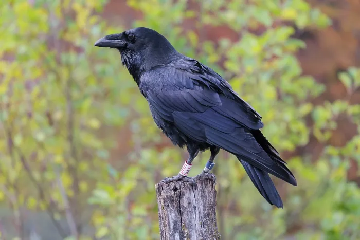 Gerahmter Druck : Ein dunkler Krähe (Corvus corax) mit einem GPS-Sender ausgestattet ruht sich auf einem alten Zaunpfosten zwischen herbstlich gefärbten Strauchwerk. Gerahmter Druck : Ein dunkler Krähe (Corvus corax) mit einem GPS-Sender ausgestattet ruht sich auf einem alten Zaunpfosten zwischen herbstlich gefärbten Strauchwerk.