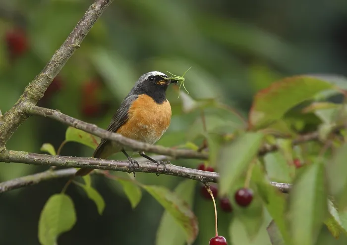 Gerahmter Druck : Gemeiner Zaunkönig, Phoenicurus phoenicurus.