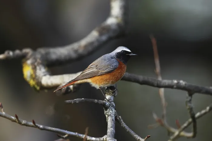 Gerahmter Druck : Gemeiner Zaunkönig, Phoenicurus phoenicurus. Gerahmter Druck : Gemeiner Zaunkönig, Phoenicurus phoenicurus.