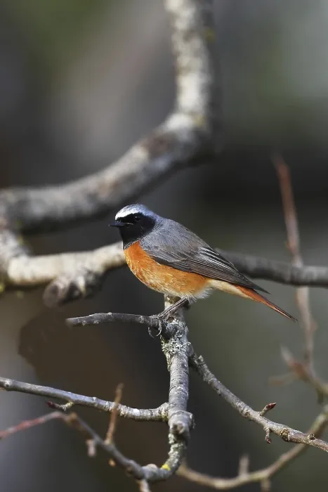 Gerahmter Druck : Gemeine Schilfrohrsänger, Phoenicurus phoenicurus Gerahmter Druck : Gemeine Schilfrohrsänger, Phoenicurus phoenicurus