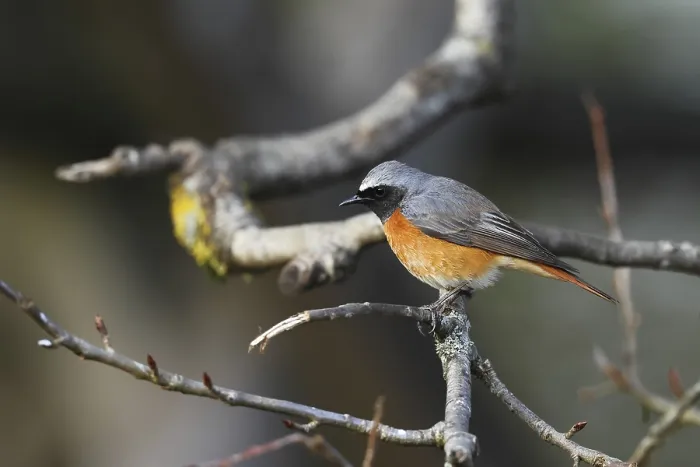 Gerahmter Druck : Gemeiner Zaunkönig, Phoenicurus phoenicurus Gerahmter Druck : Gemeiner Zaunkönig, Phoenicurus phoenicurus