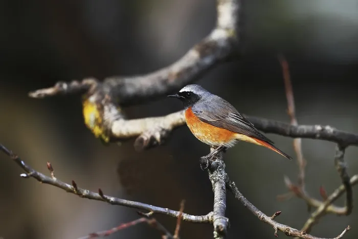 Gerahmter Druck : Gemeine Schilfrohrsänger, Phoenicurus phoenicurus Gerahmter Druck : Gemeine Schilfrohrsänger, Phoenicurus phoenicurus