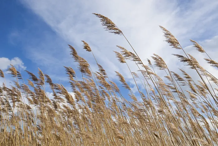 Gerahmter Druck : Gemeiner Rohrkolben (Phragmites australis) Gerahmter Druck : Gemeiner Rohrkolben (Phragmites australis)