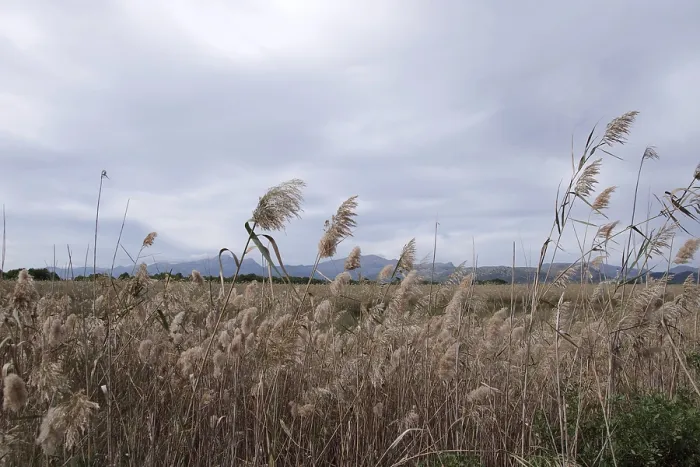 Gerahmter Druck : Gemeiner Schilf (Phragmites australis) Gerahmter Druck : Gemeiner Schilf (Phragmites australis)