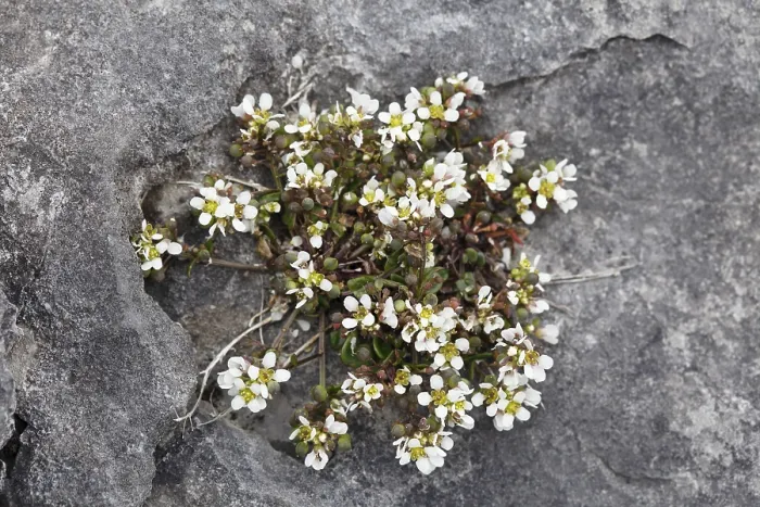 Gerahmter Druck : Gemeine Sauergras (Cochlearia officinalis) Gerahmter Druck : Gemeine Sauergras (Cochlearia officinalis)