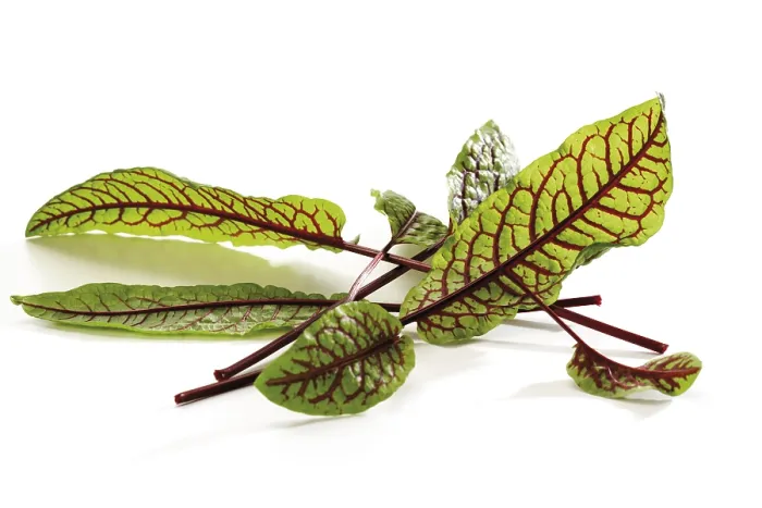 Gerahmter Druck : Gemeine Sorre (Rumex acetosa) Gerahmter Druck : Gemeine Sorre (Rumex acetosa)