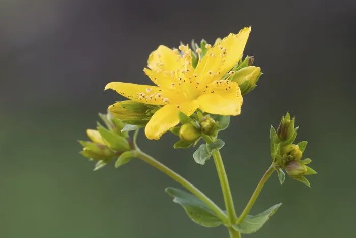 Gerahmter Druck : Gemeine Johanniskraut (Hypericum perforatum) Gerahmter Druck : Gemeine Johanniskraut (Hypericum perforatum)