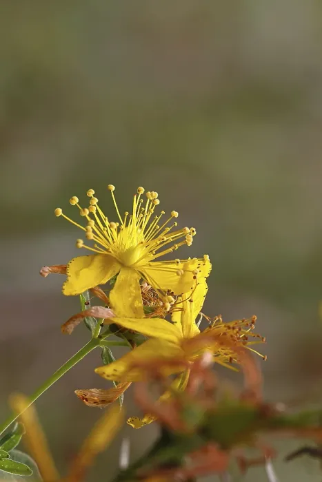 Gerahmter Druck : Gemeiner Johanniskraut (Hypericum perforatum) Gerahmter Druck : Gemeiner Johanniskraut (Hypericum perforatum)