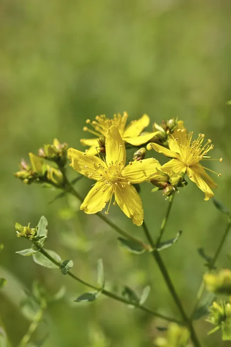 Gerahmter Druck : Gemeiner Johanniskraut (Hypericum perforatum) Gerahmter Druck : Gemeiner Johanniskraut (Hypericum perforatum)