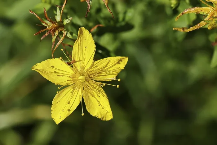 Gerahmter Druck : Gemeiner Johanniskraut (Hypericum perforatum) Gerahmter Druck : Gemeiner Johanniskraut (Hypericum perforatum)