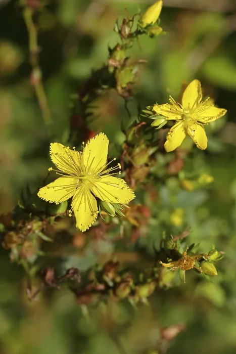 Gerahmter Druck : Gemeiner Johanniskraut (Hypericum perforatum) Gerahmter Druck : Gemeiner Johanniskraut (Hypericum perforatum)