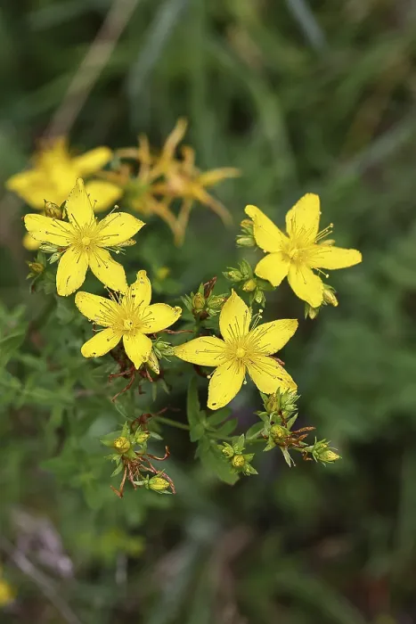 Gerahmter Druck : Gemeiner Johanniskraut (Hypericum perforatum) Gerahmter Druck : Gemeiner Johanniskraut (Hypericum perforatum)
