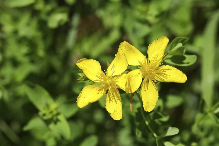 Gerahmter Druck : Gemeine Johanniskraut (Hypericum perforatum) Gerahmter Druck : Gemeine Johanniskraut (Hypericum perforatum)