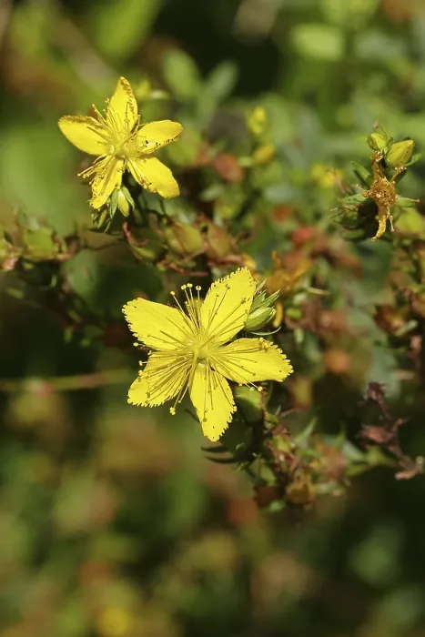Gerahmter Druck : Gemeine Johanniskraut (Hypericum perforatum)