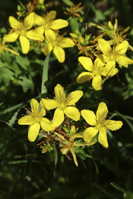 Gerahmter Druck : Gemeine Johanniskraut (Hypericum perforatum) Gerahmter Druck : Gemeine Johanniskraut (Hypericum perforatum)