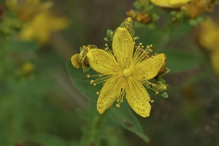 Gerahmter Druck : Gemeine Johanniskraut (Hypericum perforatum) Gerahmter Druck : Gemeine Johanniskraut (Hypericum perforatum)