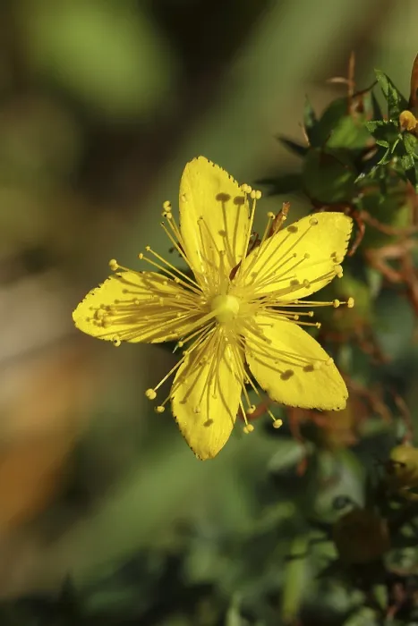 Gerahmter Druck : Gemeine Johanniskraut (Hypericum perforatum) Gerahmter Druck : Gemeine Johanniskraut (Hypericum perforatum)