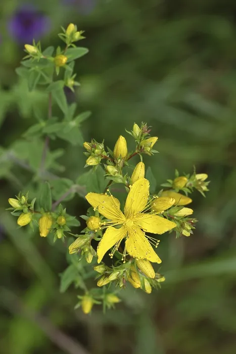 Gerahmter Druck : Gemeiner Johanniskraut (Hypericum perforatum) Gerahmter Druck : Gemeiner Johanniskraut (Hypericum perforatum)