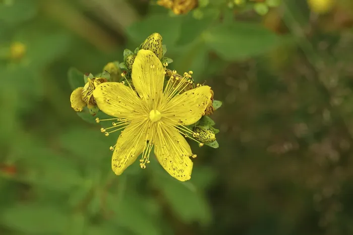 Gerahmter Druck : Gemeine Johanniskraut (Hypericum perforatum) Gerahmter Druck : Gemeine Johanniskraut (Hypericum perforatum)
