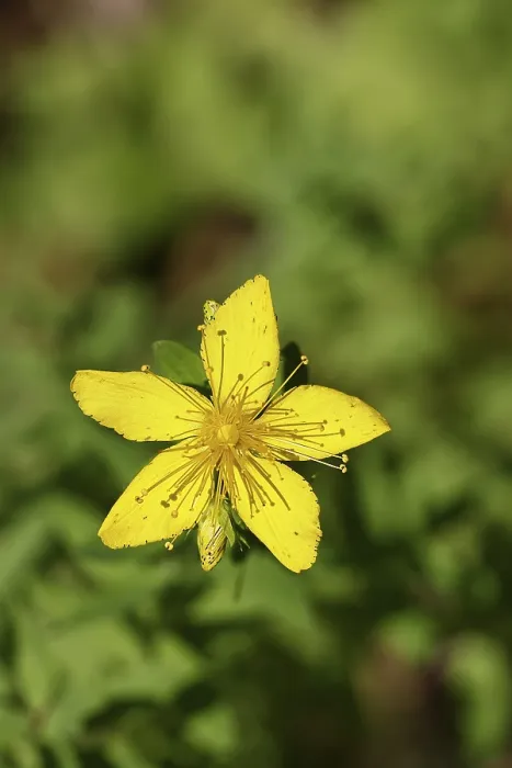 Gerahmter Druck : Gemeine Johanniskraut (Hypericum perforatum) Gerahmter Druck : Gemeine Johanniskraut (Hypericum perforatum)