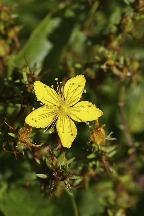 Gerahmter Druck : Gemeiner Johanniskraut (Hypericum perforatum) Gerahmter Druck : Gemeiner Johanniskraut (Hypericum perforatum)
