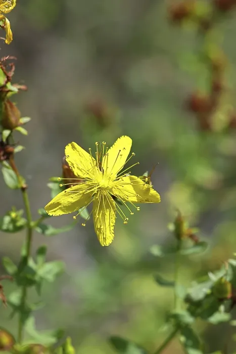 Gerahmter Druck : Gemeiner Johanniskraut (Hypericum perforatum) Gerahmter Druck : Gemeiner Johanniskraut (Hypericum perforatum)