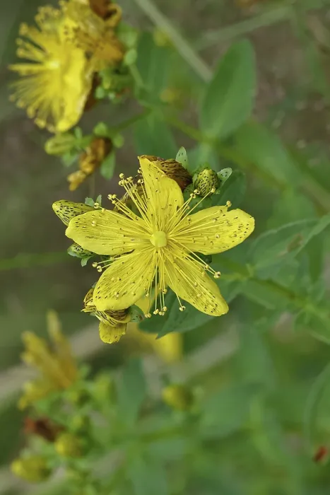 Gerahmter Druck : Gemeiner Johanniskraut (Hypericum perforatum) Gerahmter Druck : Gemeiner Johanniskraut (Hypericum perforatum)