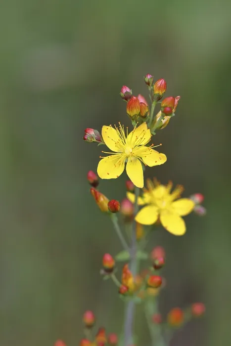 Gerahmter Druck : Gemeiner Johanniskraut (Hypericum perforatum) Gerahmter Druck : Gemeiner Johanniskraut (Hypericum perforatum)