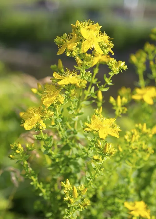 Gerahmter Druck : Gemeiner Johanniskraut (Hypericum perforatum) Gerahmter Druck : Gemeiner Johanniskraut (Hypericum perforatum)