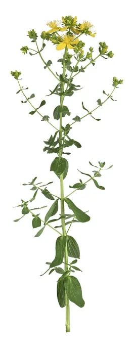 Gerahmter Druck : Gemeine Johanniskraut (Hypericum perforatum) Gerahmter Druck : Gemeine Johanniskraut (Hypericum perforatum)