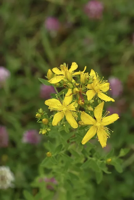 Gerahmter Druck : Gemeine Johanniskraut (Hypericum perforatum) Gerahmter Druck : Gemeine Johanniskraut (Hypericum perforatum)