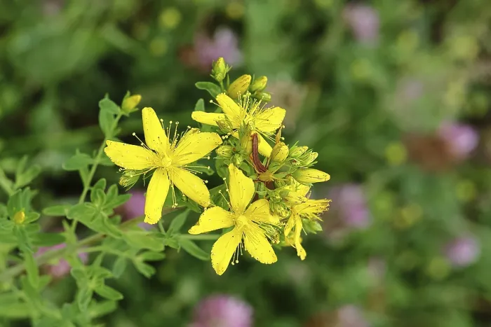 Gerahmter Druck : Gemeine Johanniskraut (Hypericum perforatum) Gerahmter Druck : Gemeine Johanniskraut (Hypericum perforatum)