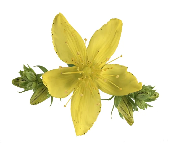 Gerahmter Druck : Gemeiner Johanniskraut (Hypericum perforatum) Gerahmter Druck : Gemeiner Johanniskraut (Hypericum perforatum)
