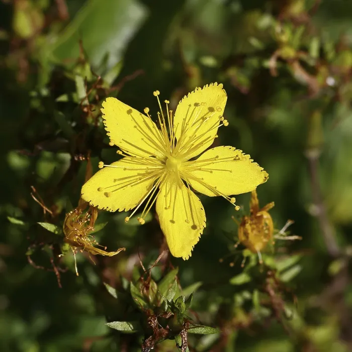 Gerahmter Druck : Gemeine Johanniskraut (Hypericum perforatum), geflecktes Johanniskraut oder Gemeines Johanniskraut, Blutkraut, Johanniskraut Gerahmter Druck : Gemeine Johanniskraut (Hypericum perforatum), geflecktes Johanniskraut oder Gemeines Johanniskraut, Blutkraut, Johanniskraut