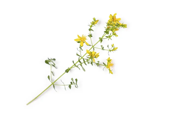 Gerahmter Druck : Gemeiner Johanniskraut (Hypericum perforatum) Gerahmter Druck : Gemeiner Johanniskraut (Hypericum perforatum)