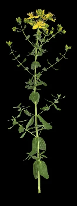 Gerahmter Druck : Gemeiner Johanniskraut (Hypericum perforatum), Blüte, Blatt, Deutschland Gerahmter Druck : Gemeiner Johanniskraut (Hypericum perforatum), Blüte, Blatt, Deutschland