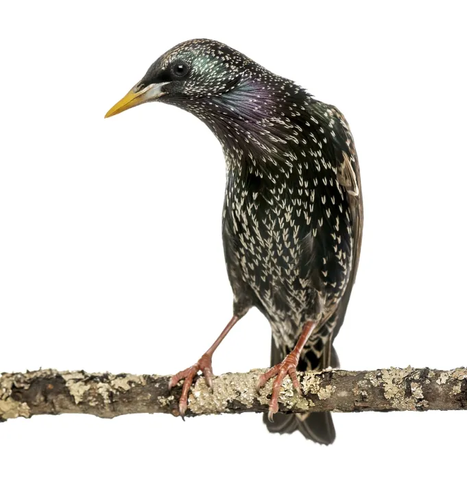 Gerahmter Druck : Ein Common Starling auf einem Zweig, Sturnus vulgaris, isoliert auf weiß. Gerahmter Druck : Ein Common Starling auf einem Zweig, Sturnus vulgaris, isoliert auf weiß.