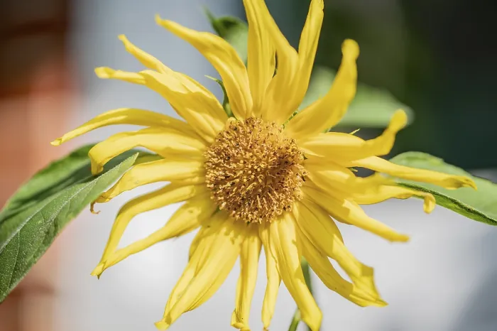 Gerahmter Druck : Gewöhnliche Sonnenblume in Blüte. Gerahmter Druck : Gewöhnliche Sonnenblume in Blüte.