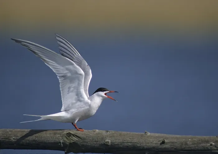 Gerahmter Druck : Gelbfußtern, gelbfußttern, sterna hirundo. Gerahmter Druck : Gelbfußtern, gelbfußttern, sterna hirundo.
