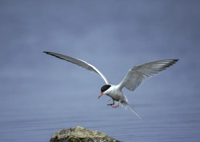 Gerahmter Druck : Gelbfußtern, gelbfußttern, sterna hirundo. Gerahmter Druck : Gelbfußtern, gelbfußttern, sterna hirundo.